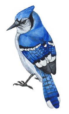 a drawing of a blue jay sitting on top of a branch