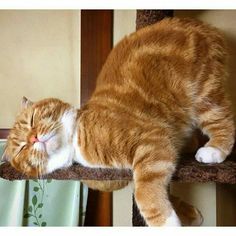 an orange and white cat laying on top of a scratching post with its eyes closed