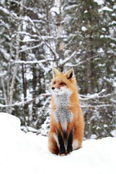 a red fox sitting on top of snow covered ground