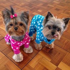 two small dogs standing next to each other on a wooden floor