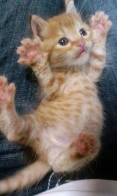 an orange kitten standing on its hind legs and pawing at the camera with it's front paws in the air