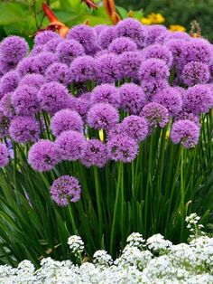 purple flowers are growing in the middle of some white flowers and greenery behind them