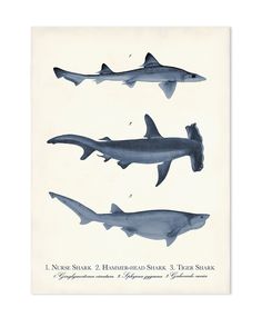 three different types of sharks are shown in this illustration, one is blue and the other is white