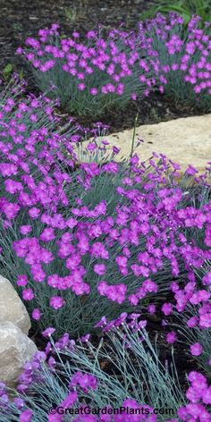 purple flowers are blooming in the garden