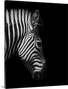 a black and white photo of a zebra