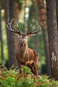 a deer standing in the middle of a forest