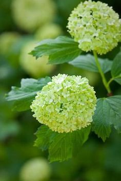 the green flowers are blooming on the tree