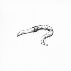 an ink drawing of a worm on a white paper with watercolor pencils in it