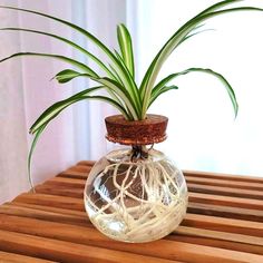 a plant in a glass vase on a wooden table