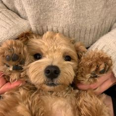 a person holding two small dogs in their arms, one is brown and the other is tan