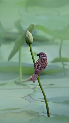 a small bird sitting on top of a green plant in the middle of some water