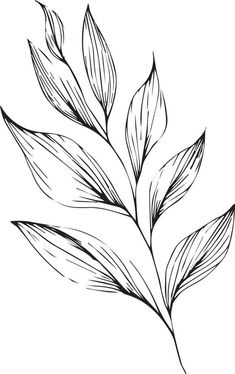 Monochrome vector sketch, botanical leaf sketch,  botanical leaf vector art,  natural leaf collection, illustration botanica art decor, plant leaf drawing, Plants Outline Drawing, Jungle Vines Drawing, Leaves Drawing Sketches, Plant Leaf Drawing, Leave Sketch, Leave Drawing, Watercolour Nails, Sketch Botanical, Outline Leaves