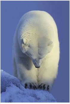 a white polar bear standing on top of a snow covered hill with his eyes closed