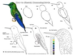 how to draw a hummingbird with step by step instructions for kids and beginners