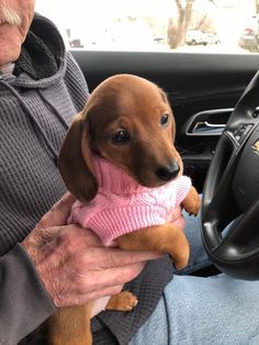 a man holding a small dog wearing a pink sweater in his lap while sitting in the driver's seat