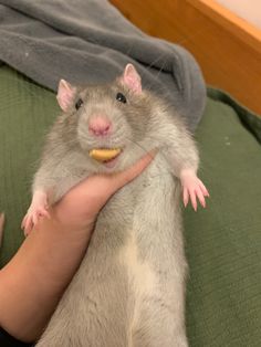 a person holding a small rodent in their arms on top of a green blanket