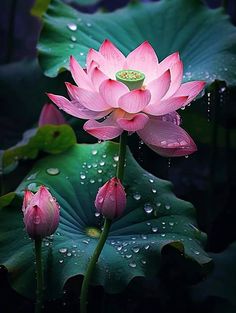 two pink water lilies with rain drops on them