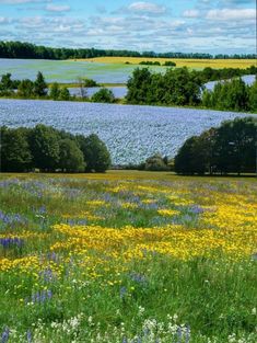 an open field with flowers and trees in the background