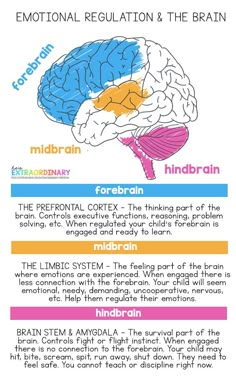 the brain and its functions are labeled in different colors, including pink, blue, yellow,