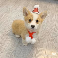 a small brown and white dog wearing a santa hat