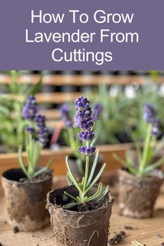 lavender plants in pots with text overlay how to grow lavender from cuttings