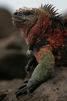 an iguana sitting on top of a rock