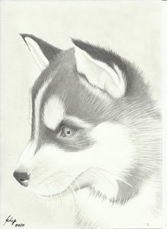 a pencil drawing of a husky dog's head