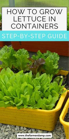 lettuce growing in containers with the title how to grow lettuce containers step by step guide