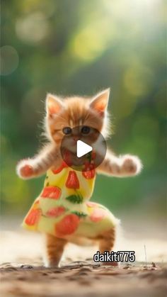 a small kitten in a dress playing with a ball