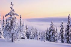 snow covered trees in the foreground and clouds in the background, with a pink sky