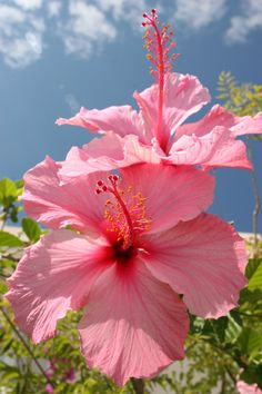 a pink flower with green leaves and blue sky in the backgrounnds