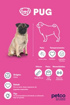 a dog sitting in front of a pink background with the words pug on it