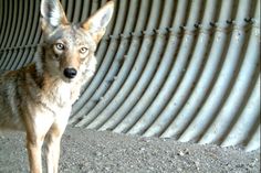 a wolf standing in front of a metal wall