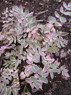 small purple and green plants growing in the dirt