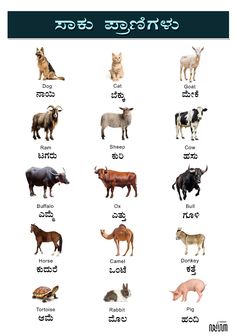 an animal chart with different animals and their names in the english speaking words on it