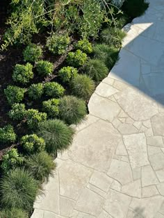 a stone walkway with green plants growing on it