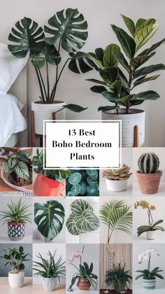 the best boho bedroom plants