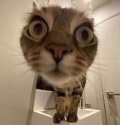 a cat with big eyes standing on top of a sink