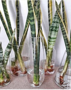 several glass vases with plants in them on a table