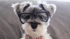 a small dog wearing glasses and a bow tie sitting on a couch in front of the camera