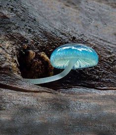 a small blue mushroom sitting on top of a tree trunk with the caption'this awesome blue mycen mushroom '