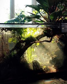 an aquarium with plants in it and sunlight coming through the window behind it on a sunny day