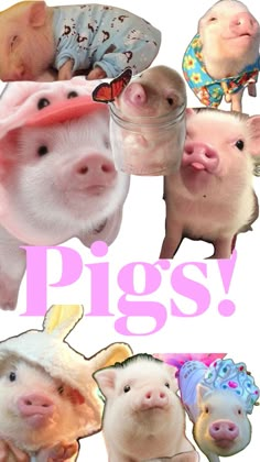 pigs with hats and blankets on their heads are in front of a pink sign that says piggy