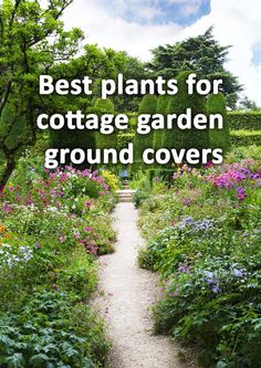 a garden path surrounded by flowers with the words best plants for cottage garden ground covers