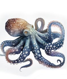 an octopus is shown in this watercolor painting