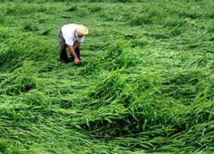 a man kneeling down in the middle of a field with lots of green grass on it