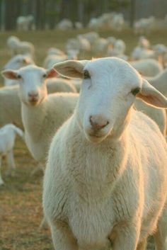 a herd of sheep standing on top of a grass covered field