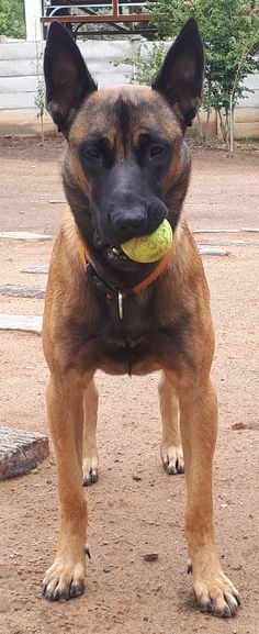 a dog holding a tennis ball in its mouth while standing on dirt ground with trees in the background