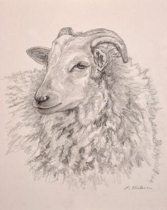 a drawing of a sheep with long horns