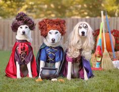 three dogs dressed in costumes sitting on the grass